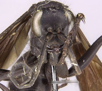 Media type: image;   Entomology 13667 Aspect: head frontal view